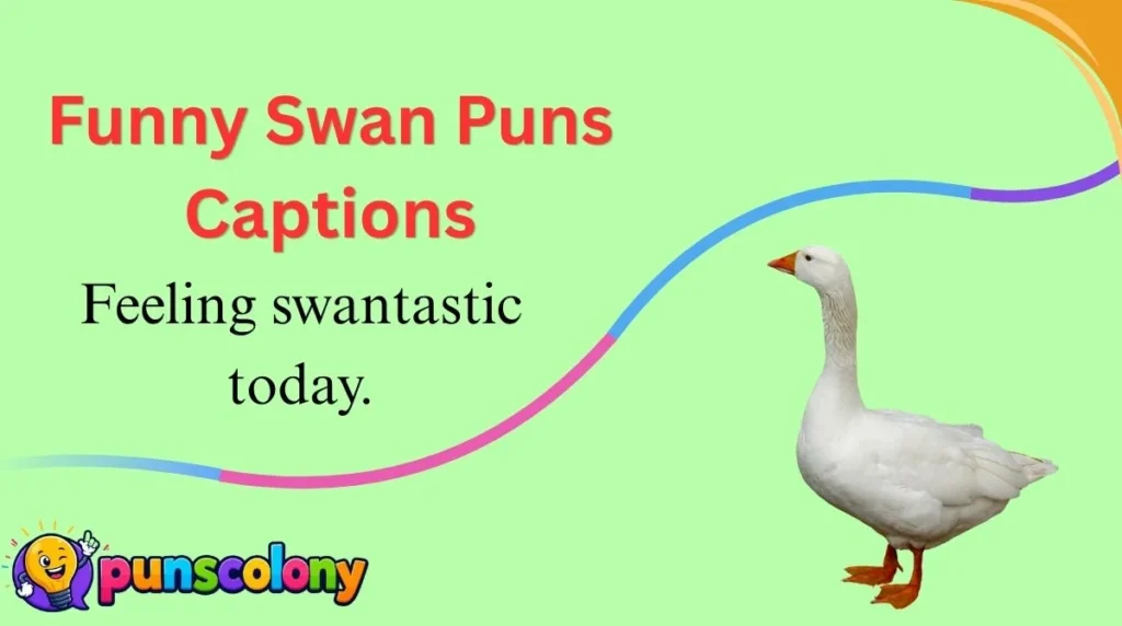 Funny Swan Puns Captions